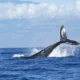 Balena che nuota nel mare di Genova. Si vede la sua pinna che si sta per immergere nel mare, donando a chi guarda un ricordo indimenticabile