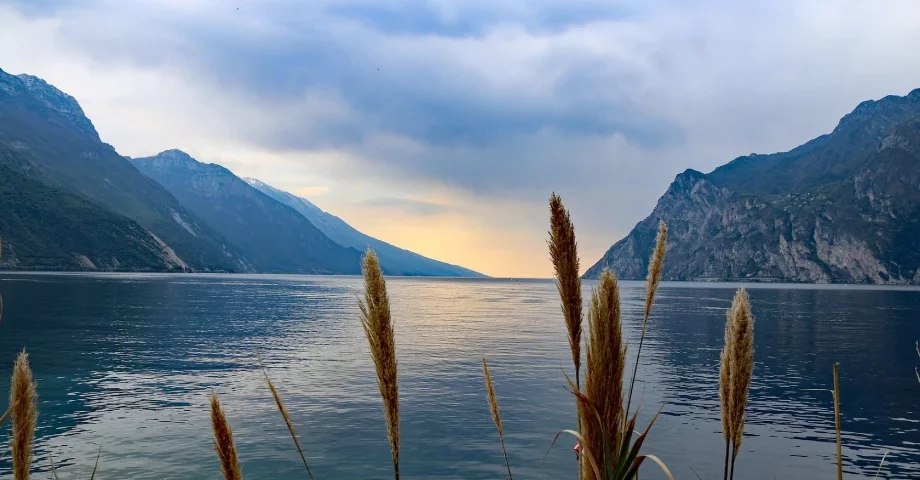 Lago di Garda con vista dalla riva. In primo piano ci sono pampas gialle che aprono la vista al lago con sfondo le montagne e il tramonto. Vittoriale degli italiani.